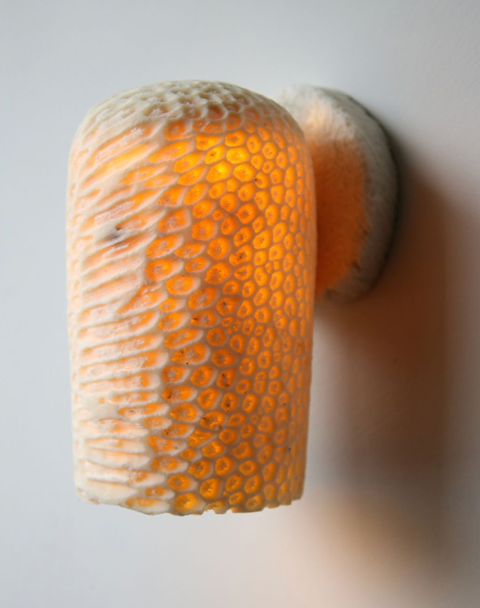 Decorative wall light with honeycomb textured pattern on a white background