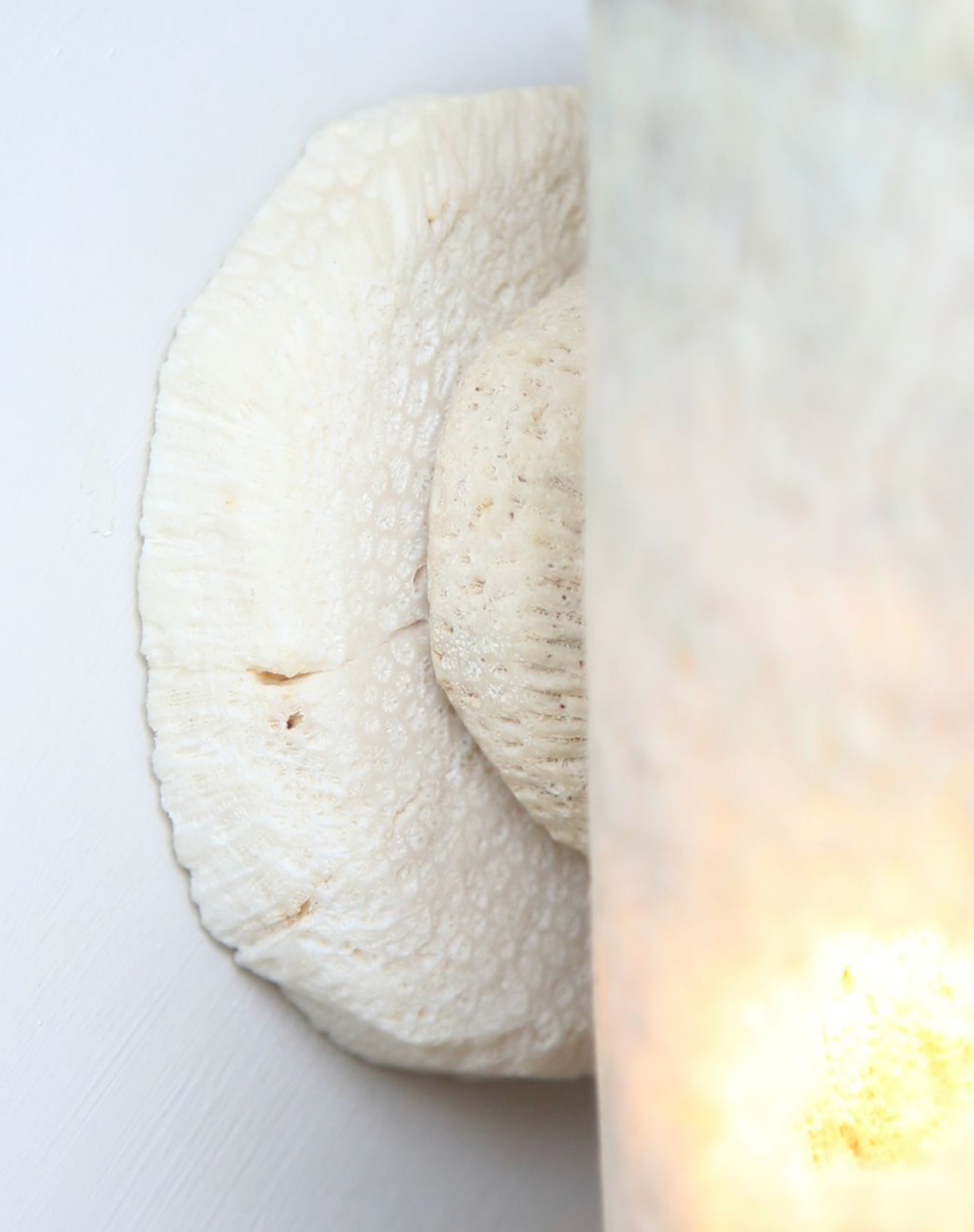 Close-up of a white fossil coral wall light plate with a textured surface on a light background