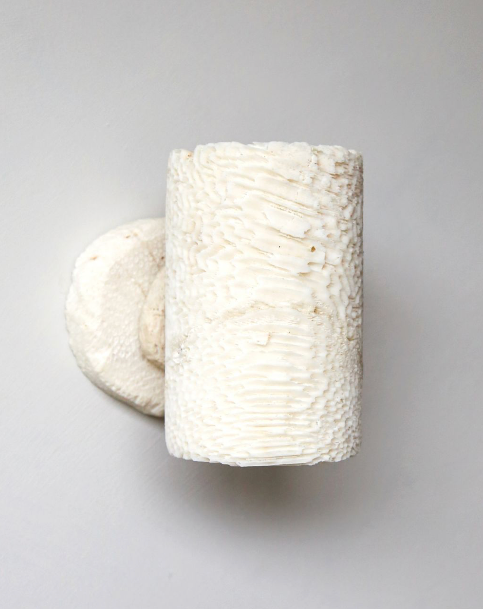 White textured fossil coral wall sconce on a grey background