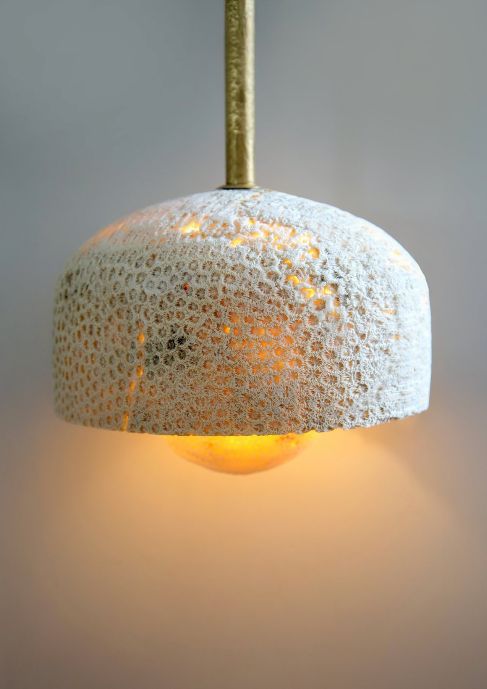Fossil Coral Pearl | Pendant Light