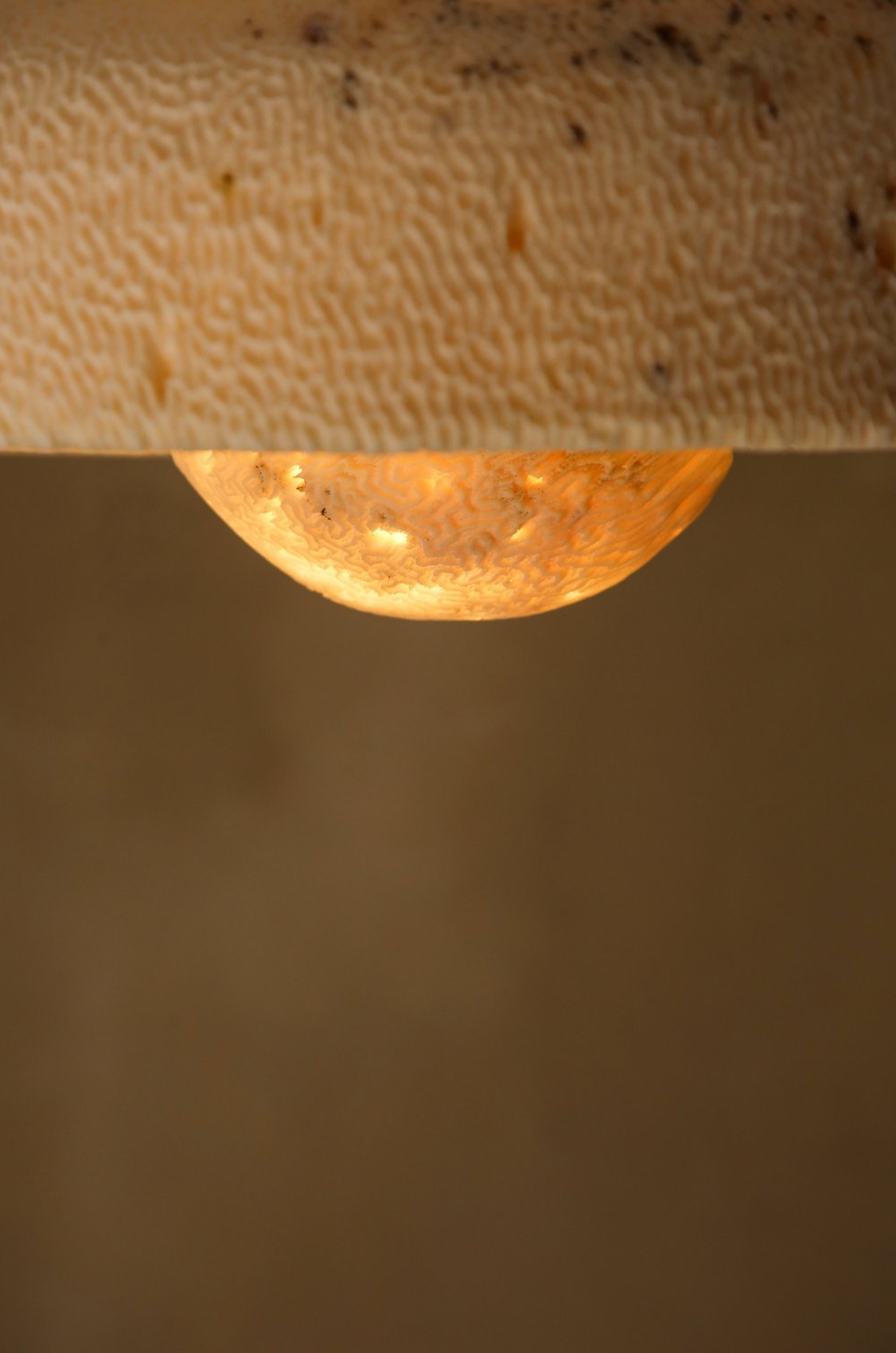Fossil Coral Pearl | Pendant Light