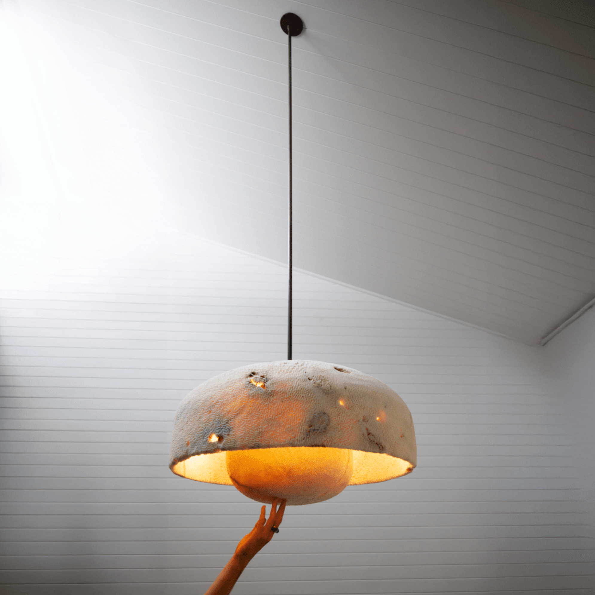 Fossil Coral Pearl | Pendant Light
