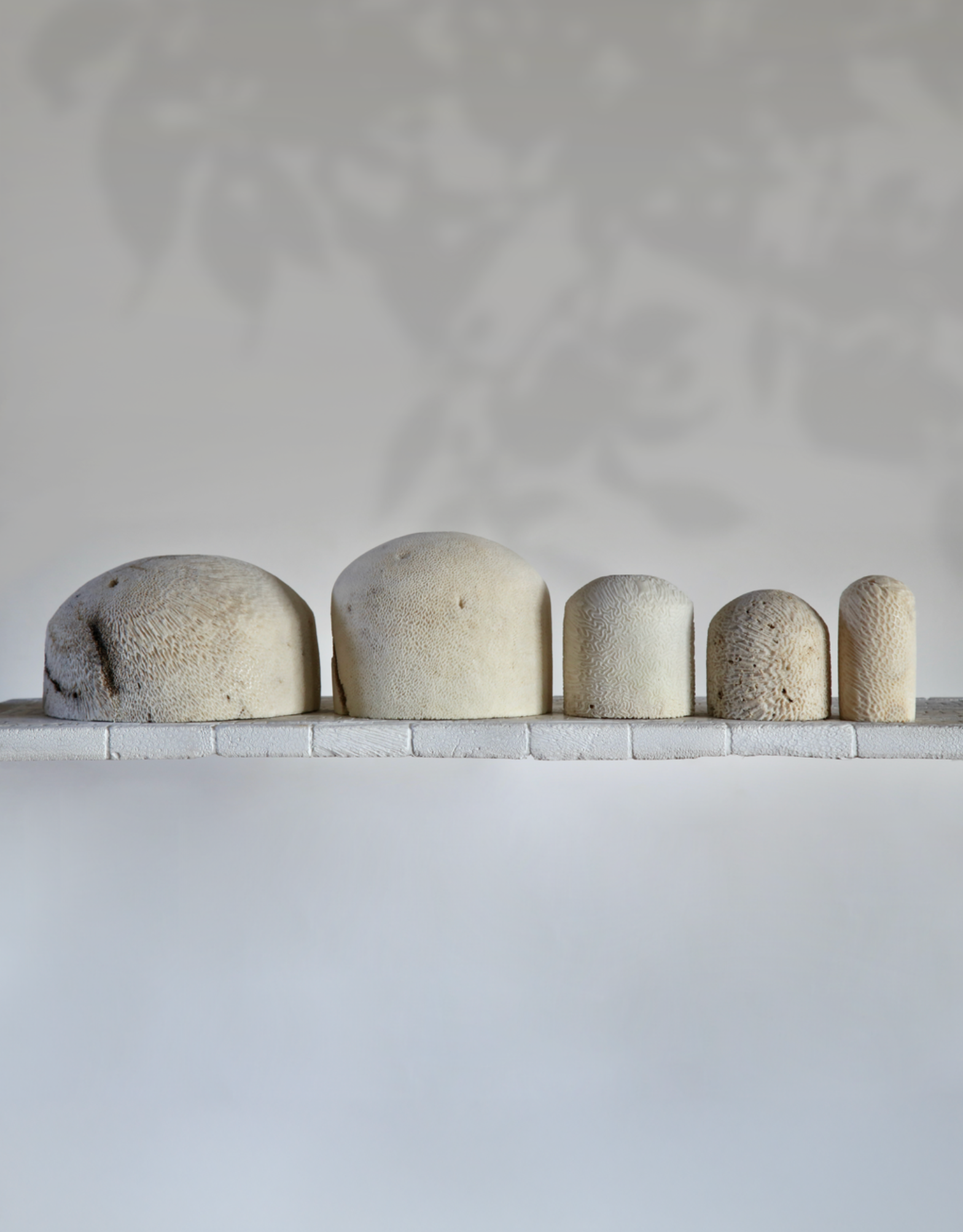 Fossil Coral Arc Dome | Wall Light