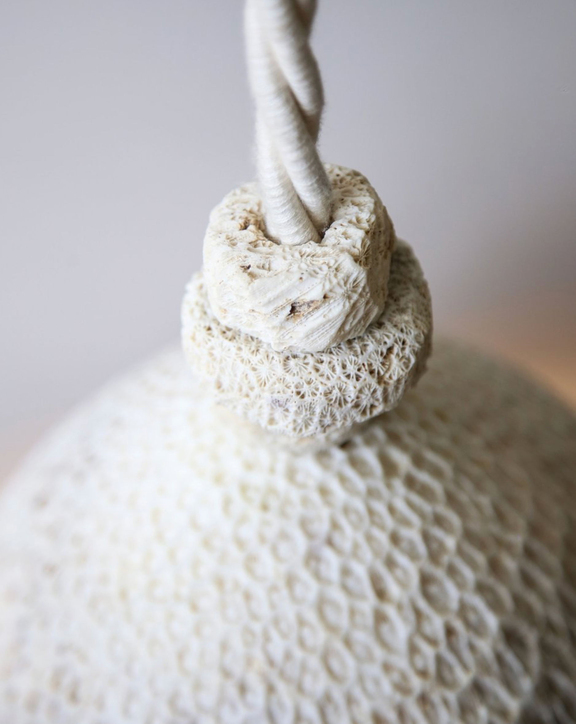 Fossil Coral Cone | Pendant Light